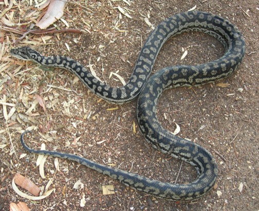 Inland Carpet Python