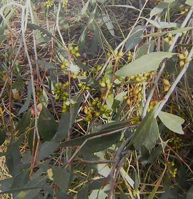 Warby Range Swamp Gum, Eucalyptus Cadens